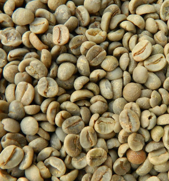 arabica coffee