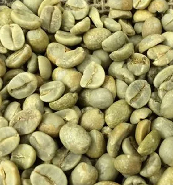 Robusta coffee